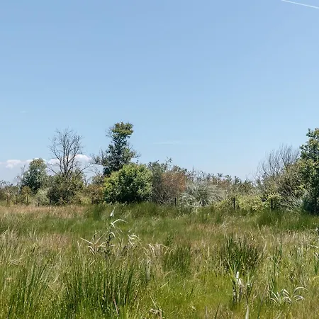 Ria De Aveiro By Mycelia