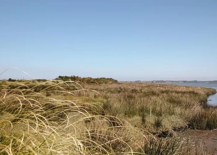 Ria De Aveiro By Mycelia أوفار